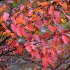 American Hornbeam Carpinus caroliniana #3 - Image 2